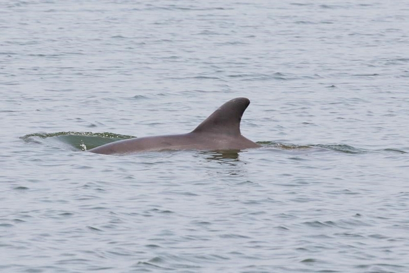 Dolphins starve when seagrass dies off in Florida, study finds