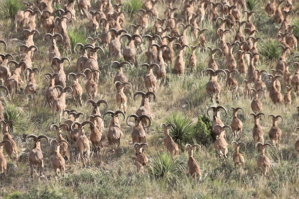 Texas Adds Aoudad to the List of Animals You Can Hunt from Helicopters