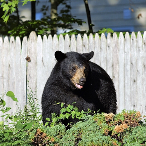 Florida Just Approved a Black Bear Season. Connecticut Could Be Next