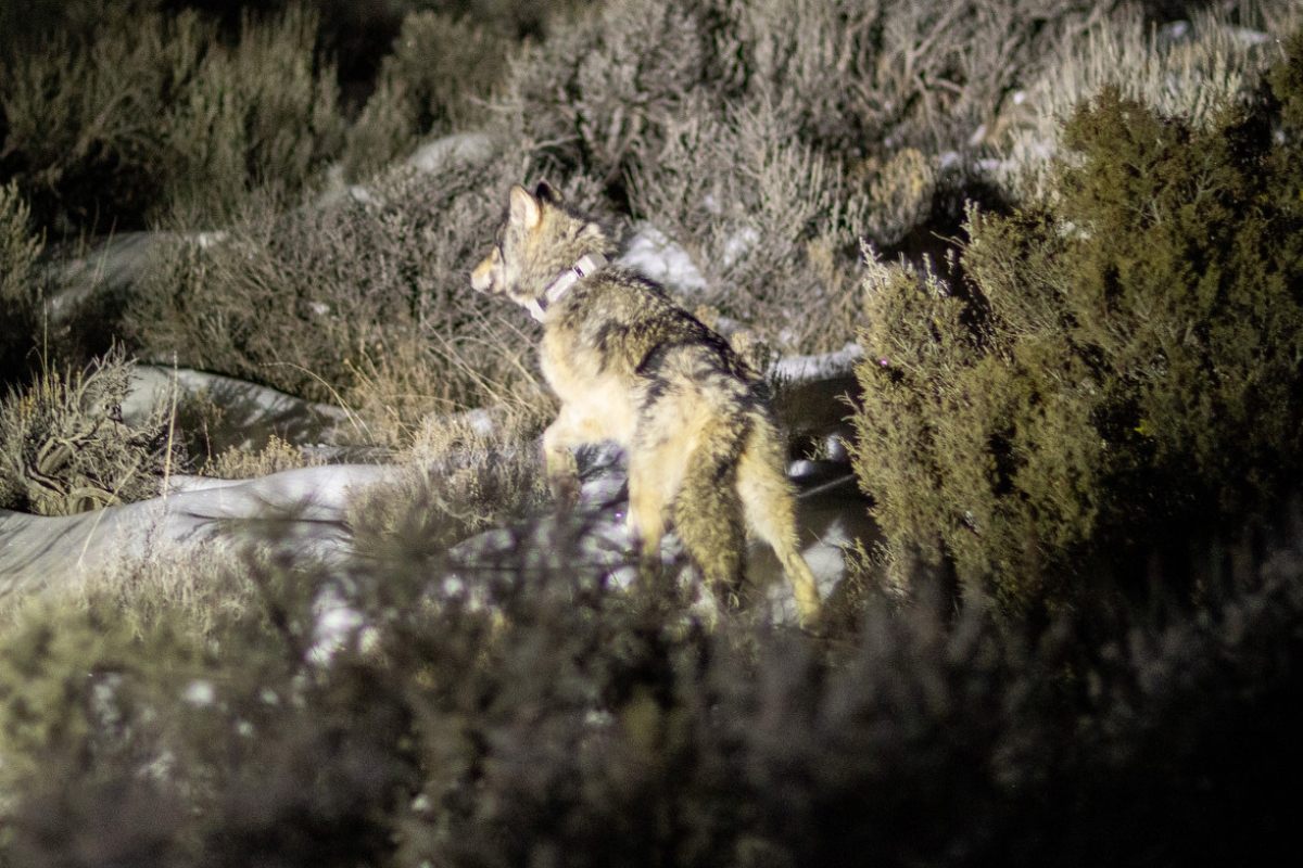 Coloradans Who Oppose Wolf Reintroduction Can't Agree on How to Try Ending It
