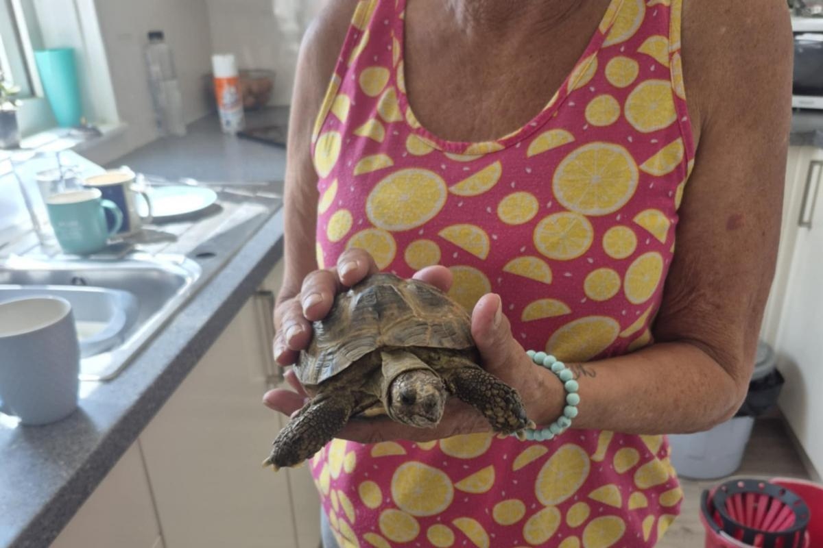 Beloved pet tortoise found after two weeks on the run