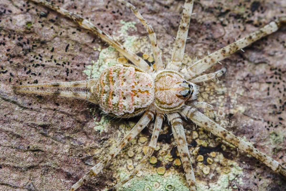 'Important discovery' as rare spider that is 'master of disguise' spotted in UK