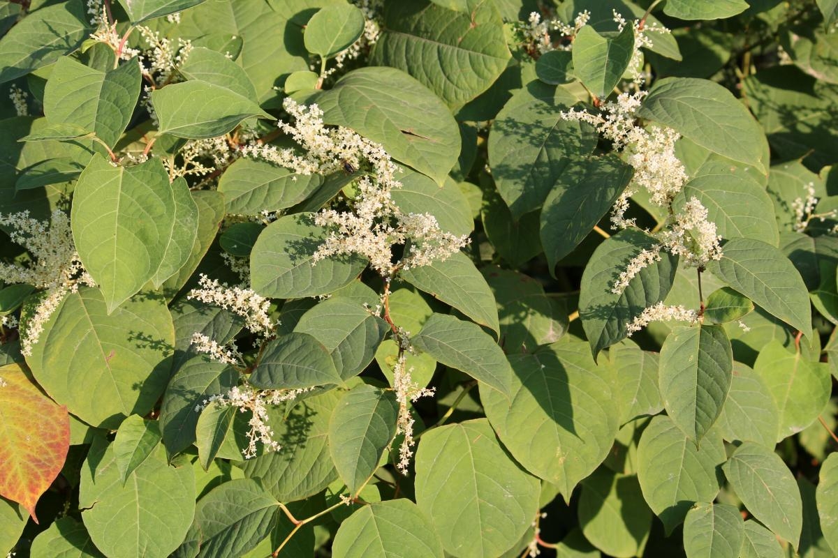 When does Japanese Knotweed flower in the UK and what to do if you find some