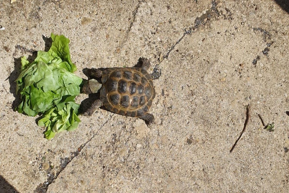 Missing Oxfordshire tortoise sparks appeal from family keen to find beloved pet
