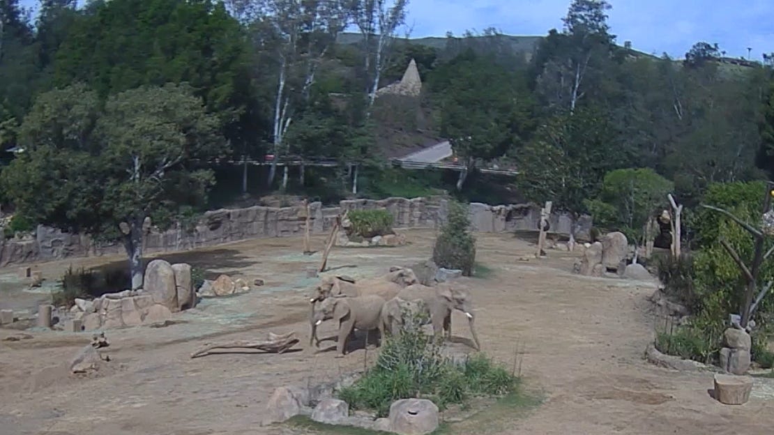 Elephants circling young after earthquake ‘rare and special'