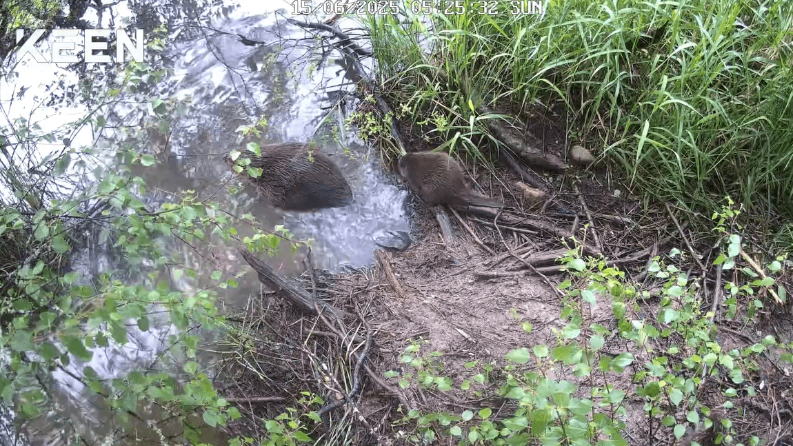 Beaver kits born in Cairngorms National Park for second year running