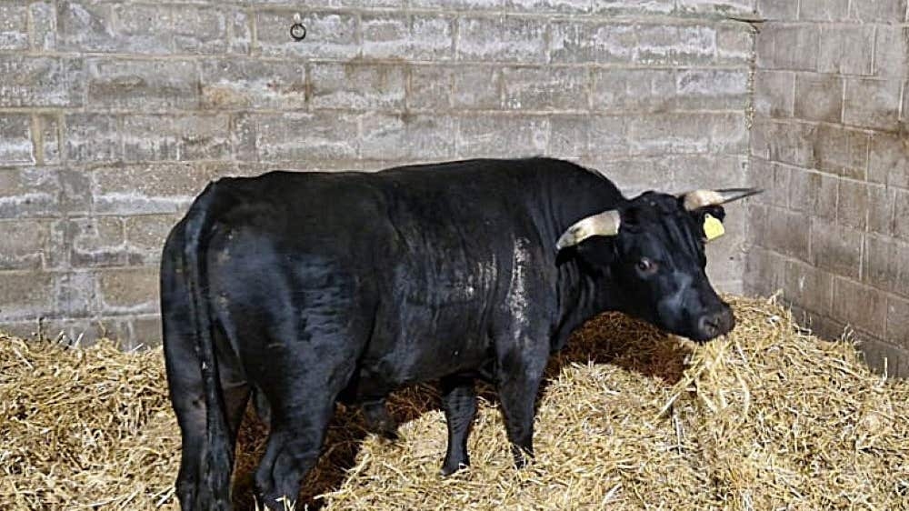 Birmingham's on-the-run bull rehomed in Norfolk after ‘unexpected' city break