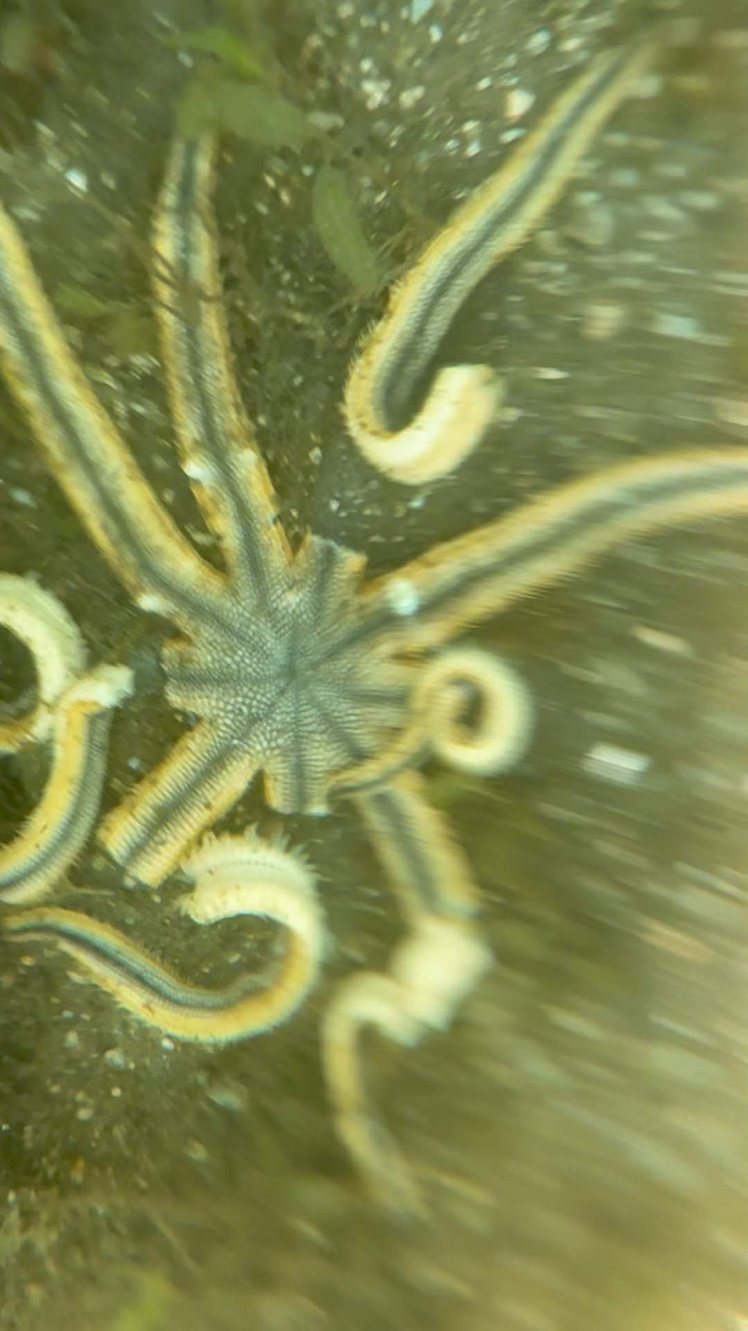 Starfish killer found in Palm Beach County's Lake Worth Lagoon by University of Florida