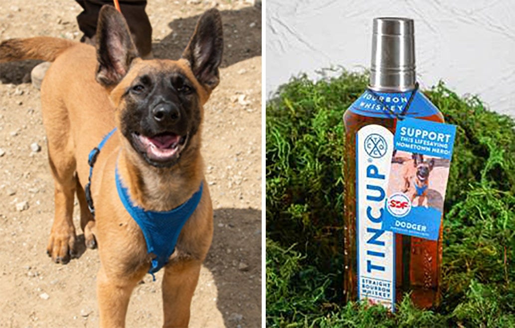 Why is that dog's picture on a whiskey bottle? Meet Dodger, a hurricane hero