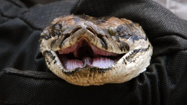 Burmese pythons are adapting, evolving and slithering around these parts of Florida