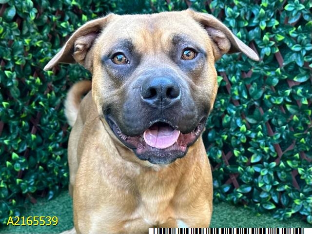 Meet Casino Nigel, a super cuddler, that needs a forever home: Pet of the Week