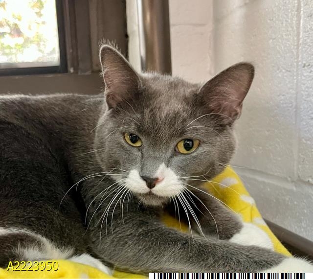 Meet Link, The Palm Beach Post's Pet of the Week, a beautiful shy guy