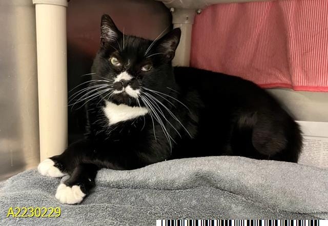 Meet Boomba, The Post's Pet of the Week, a sweet senior who lost his owner