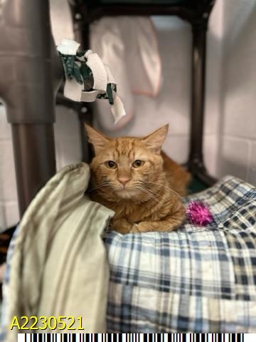 Meet Rick, The Palm Beach Post's pet of the week, a cuddler and great cat companion