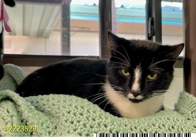 Maizey, The Post's Pet of the Week, a shy girl that loves laps, toys and churu treats