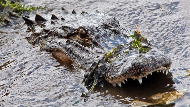 Florida woman was killed by alligator while canoeing as husband tried to help, FWC says