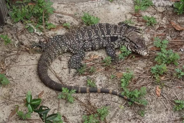Invasive Argentine tegus have found a home in Florida. Are there any near Jupiter?