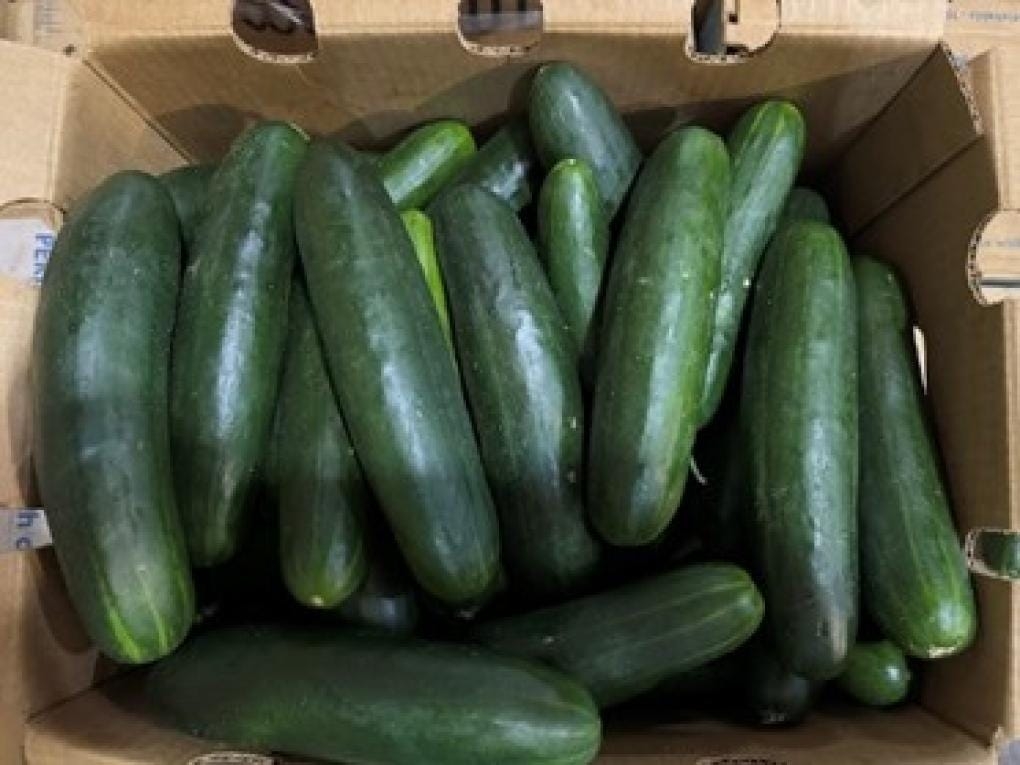 Cucumbers recalled from Florida farm for Salmonella again, 26 sickened in 15 states