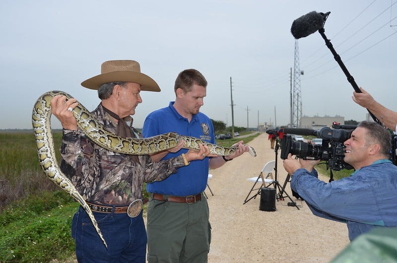 Florida Python Challenge 2025 is set: When is it, where is it, prize money. What to know