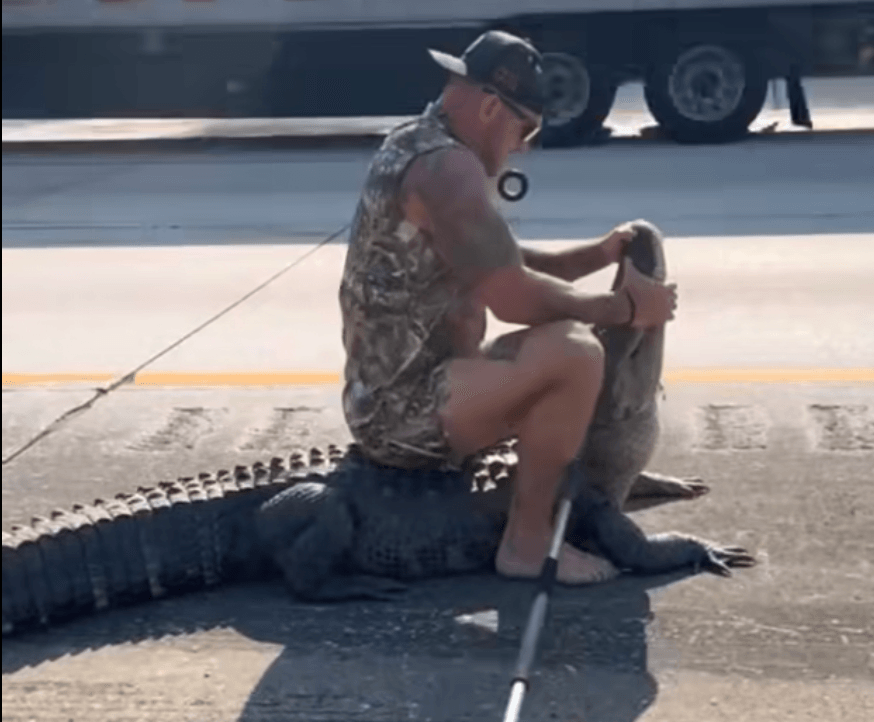 A crazy sight! Barefoot Florida man wrangles giant gator on I-95