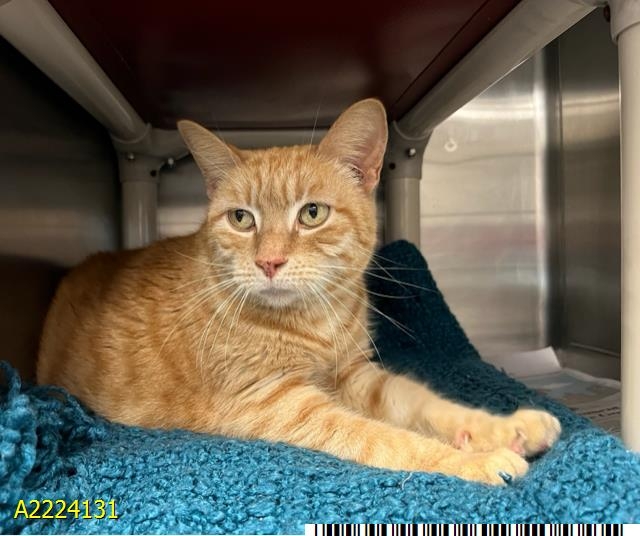 Cleopatra, a rare female orange cat, is this week's Pet of the Week. Adoption event Sunday