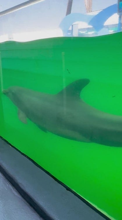 Company at center of probe into dolphin deaths at Gulf World Marine Park files for bankruptcy