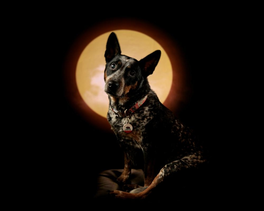 Which Dog Breed Matches You Best, Based on Birth Month