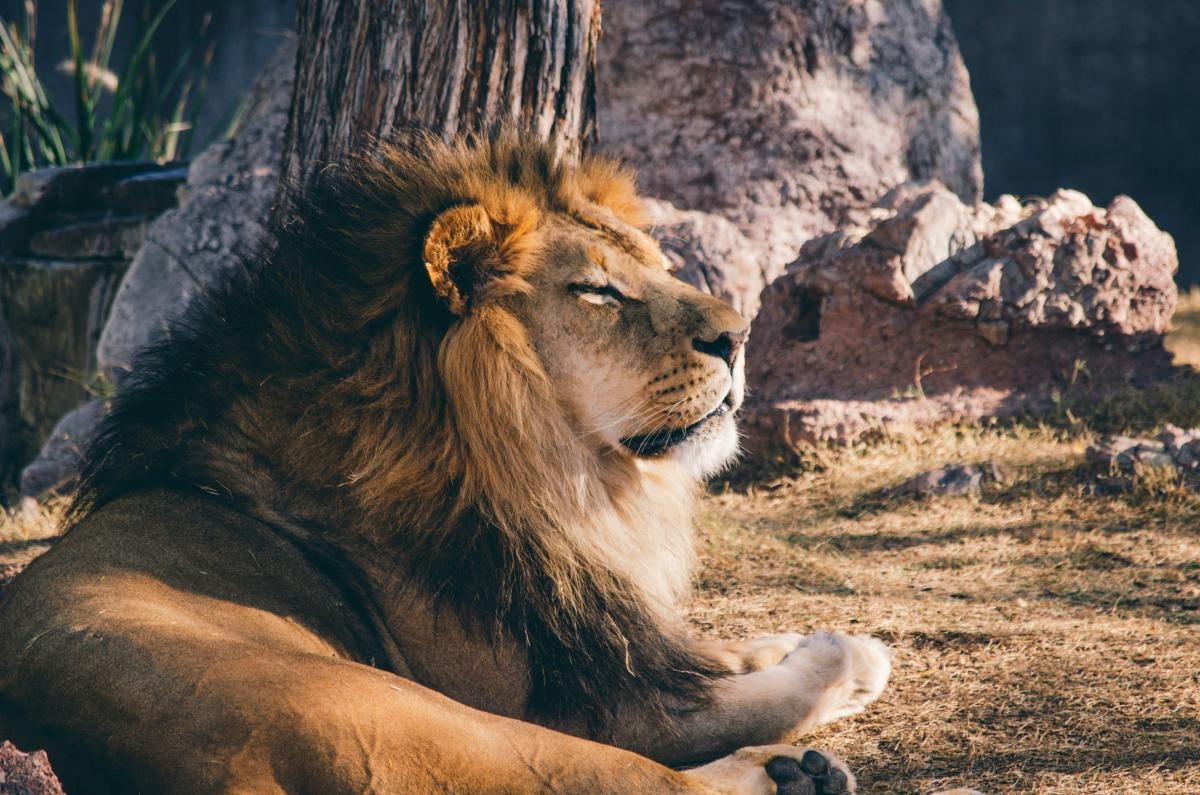 Love, Spotlight & Drama: What Leo Season Means for Your Zodiac Sign