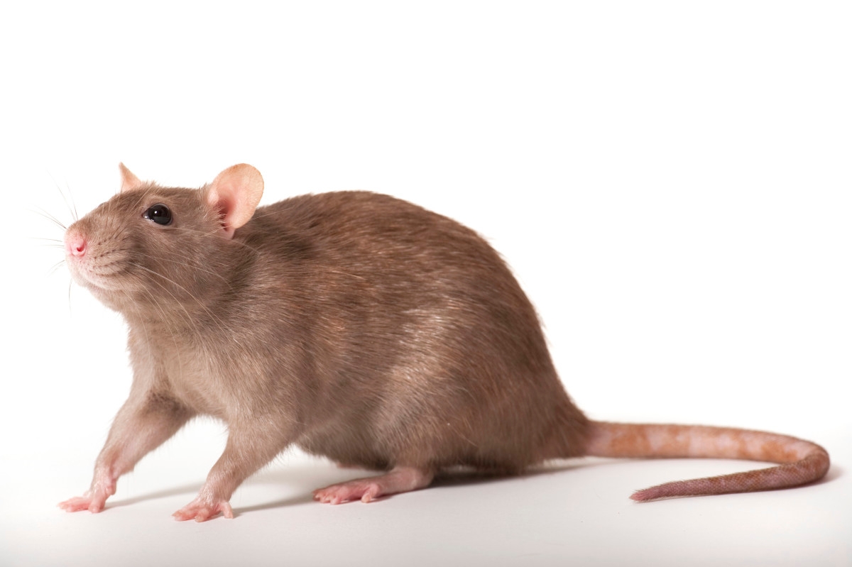 New Hantavirus Warning Issued Months After Gene Hackman's Wife's Death