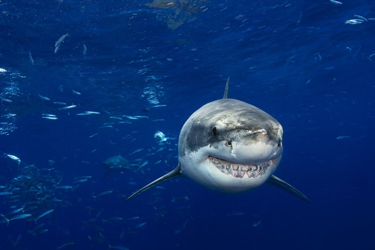 60 Interesting Ocean Facts That'll Either Terrify You or Amaze You