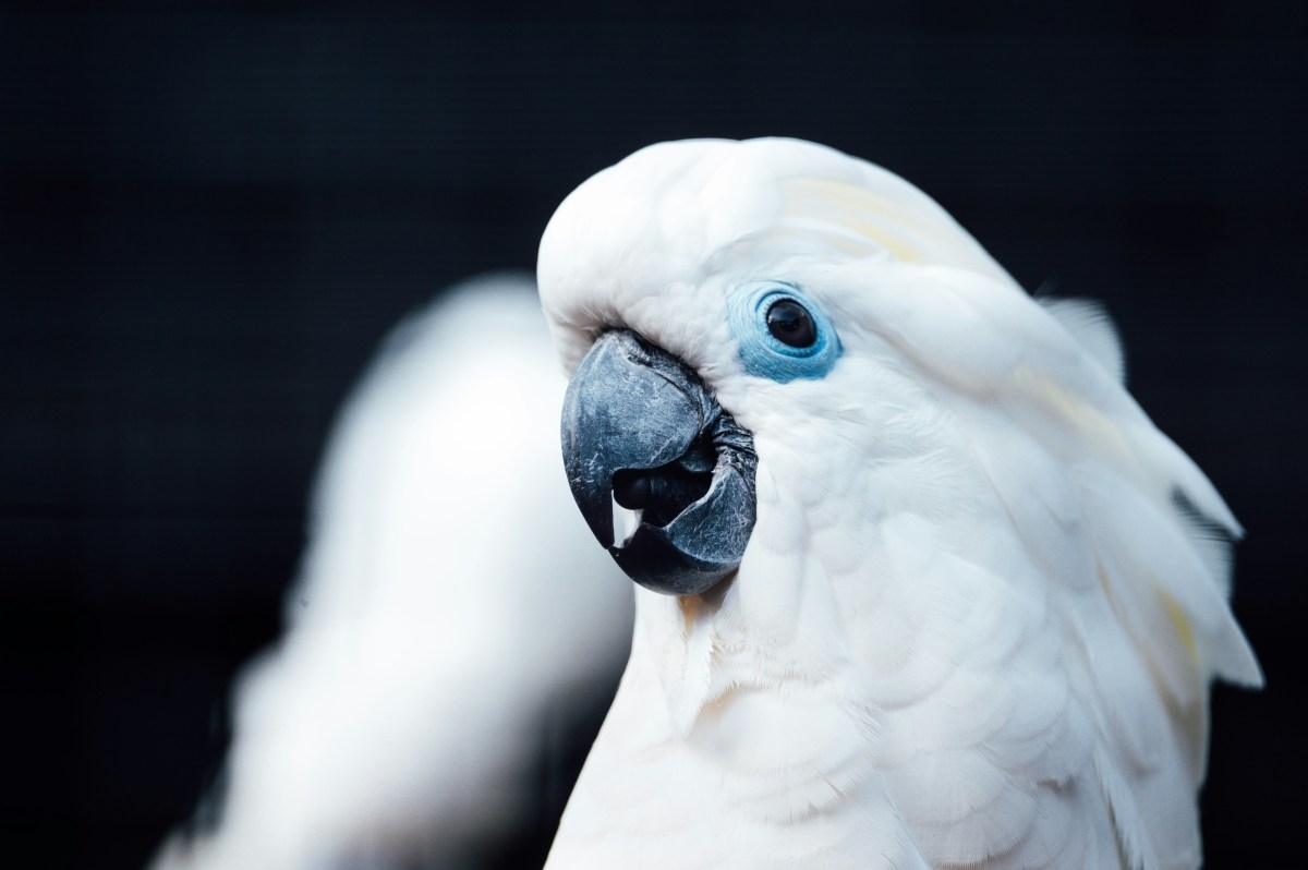 Cockatoo Initiates Playtime with Cat Using Feather Toy Like Little Human