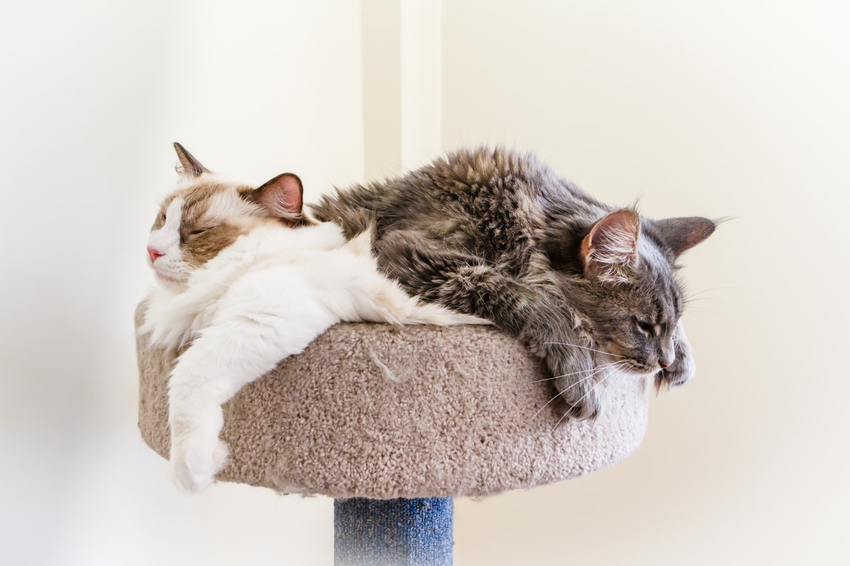 Maine Coon Cat's Gentle Kisses for New Ragdoll Kitten Sibling Say It All