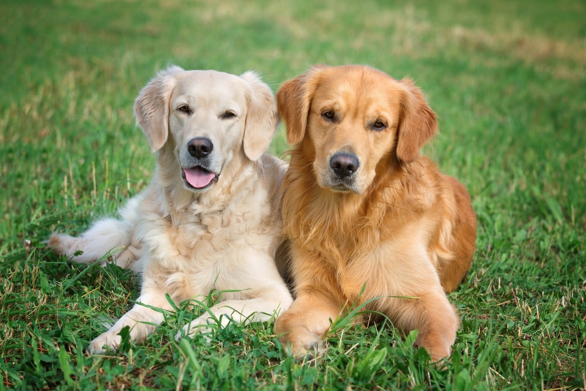 Compilation of Golden Retriever Siblings' and Little Girl's 'Bad Days' Will Turn Any Frown Upside Down