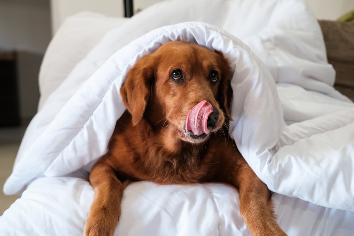 Golden Retriever's Attempt to Hide After Destroying Mom's Sandal Is Priceless
