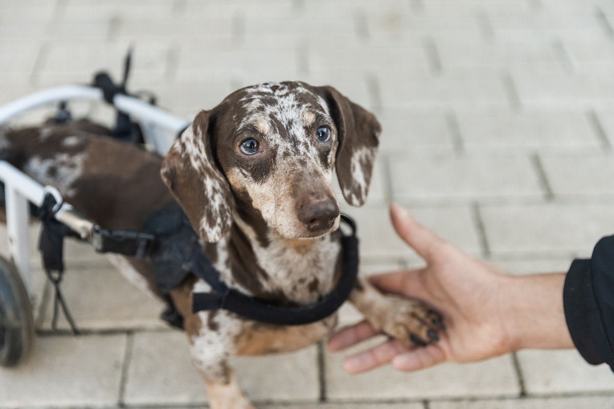 Dachshund's Happy Prance While Using Wheelchair for First Time Is the Cutest Thing We've Ever Seen