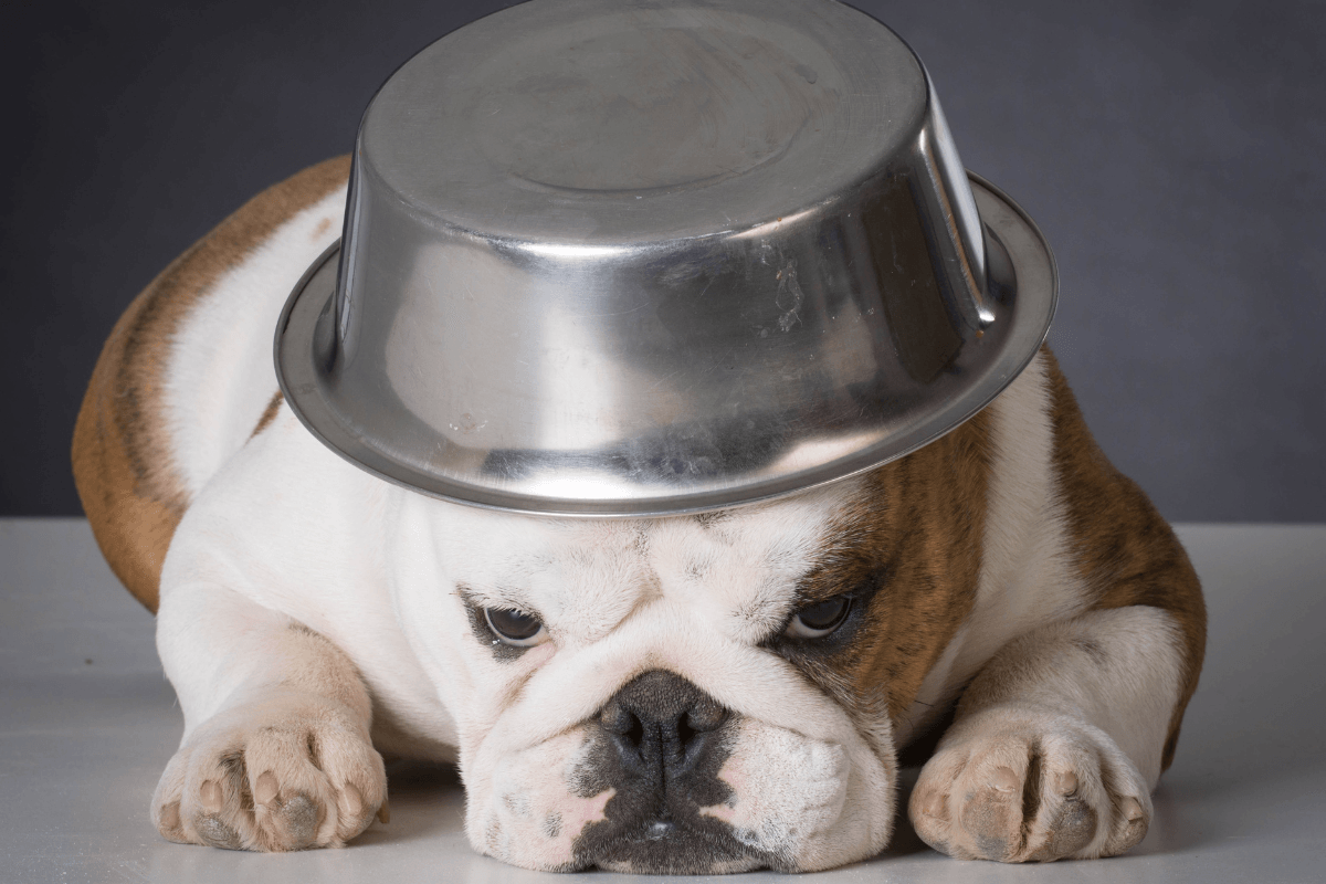 Bulldogs' Dramatic Ways of 'Clamoring' for Food Are Pure Internet Gold