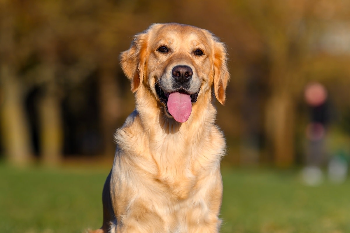 Golden Retriever's Pure Excitement Over Seeing Friends at Day Care Is Everything