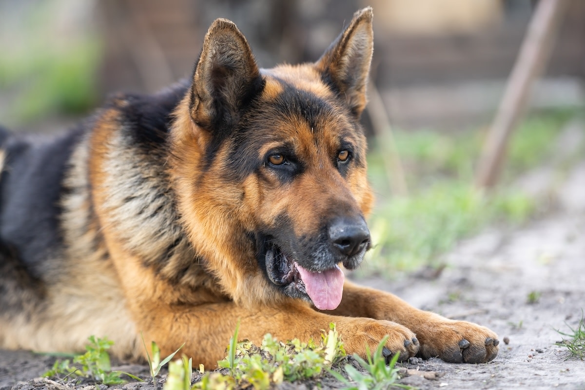 German Shepherd Totally Upstages Human Baby by Obeying Mom's Command