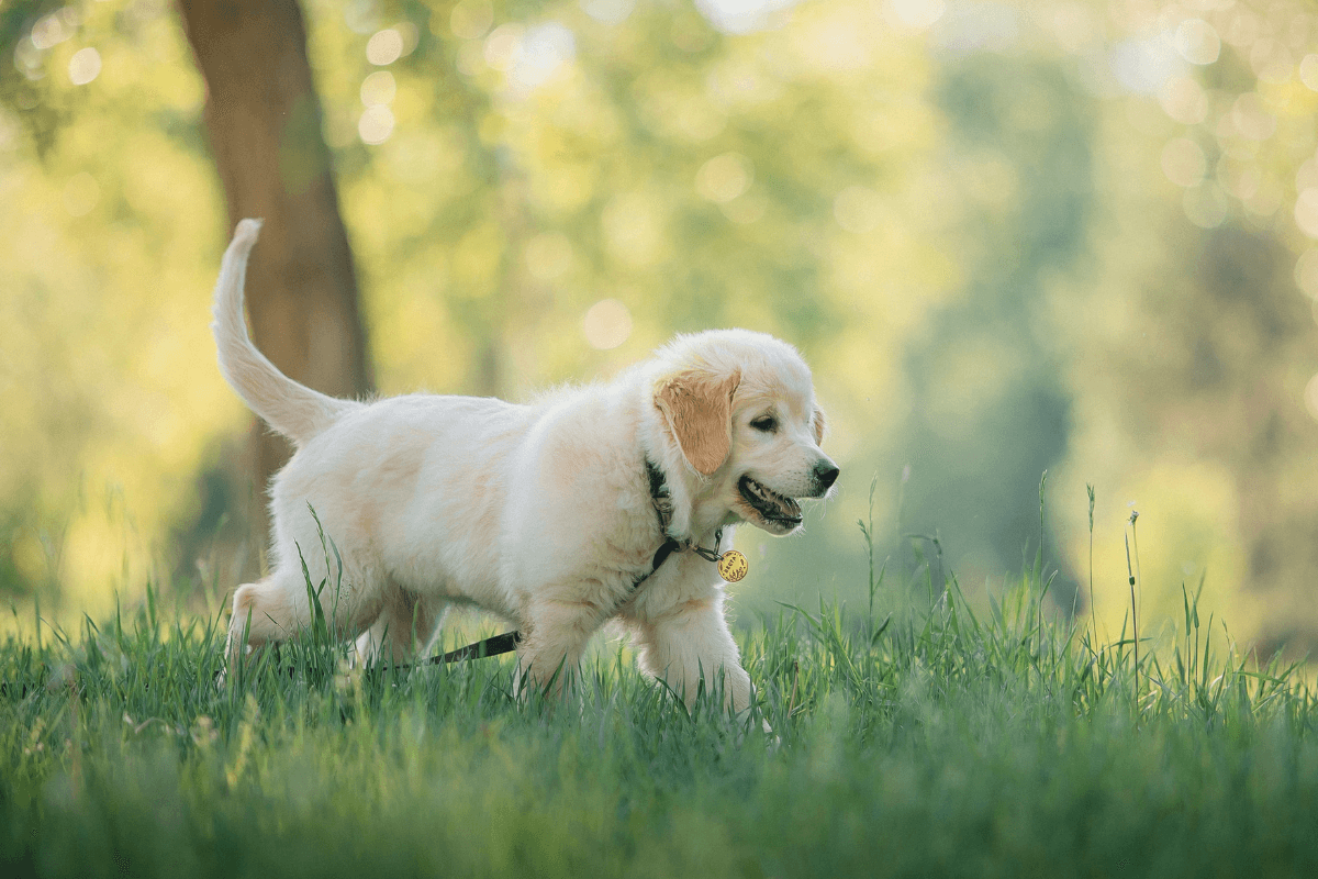 Golden Retriever Puppy Insists on Walking Himself Home and We're Obsessed with His Confidence