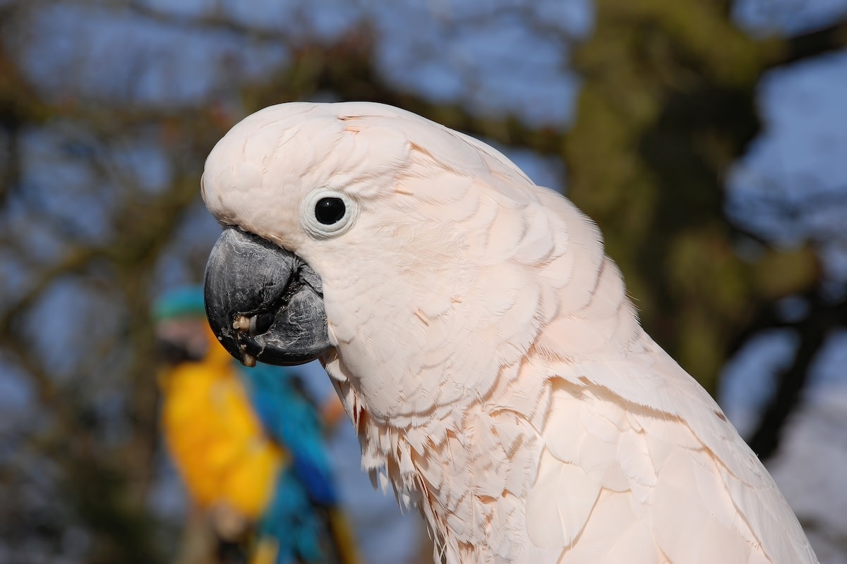 Cockatoo's Shocked Reaction to Sister Getting a Bath Has People Chuckling