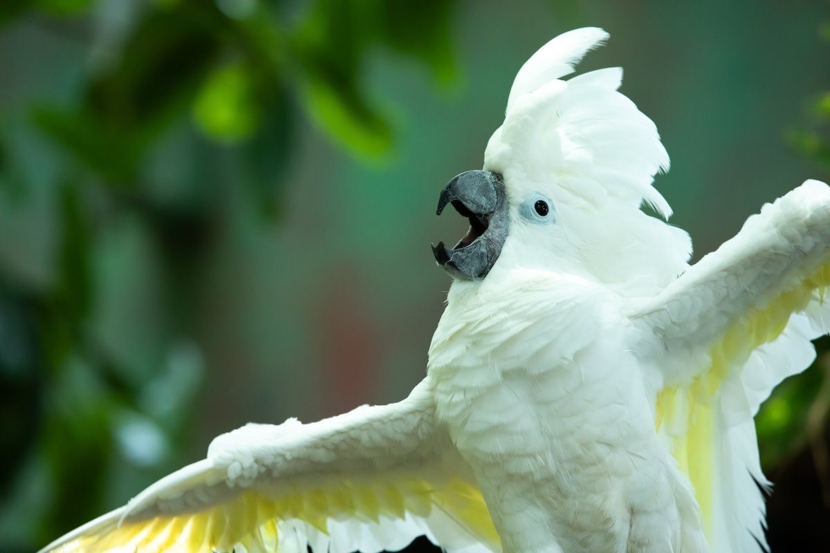 Cockatoo Insists on 'Having a Talk' with Mom and the Result Is Pure Comedy