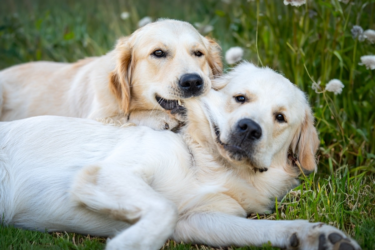 Golden Retrievers Stage 'Organized Protest' in Driveway and Everyone's Here for It