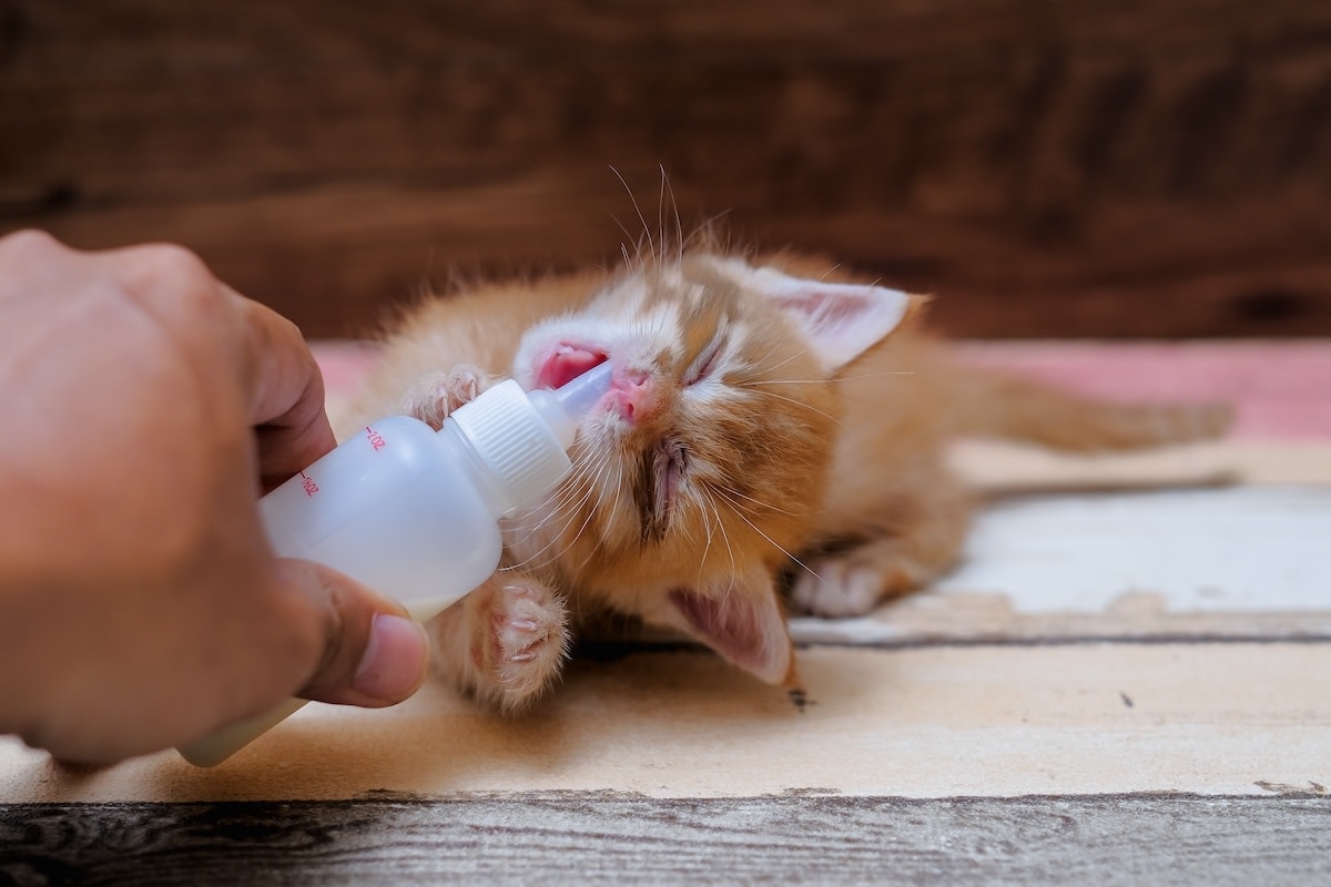 Tiny Kitten with Neurological Condition Rescued From Being Euthanized Has People Melting