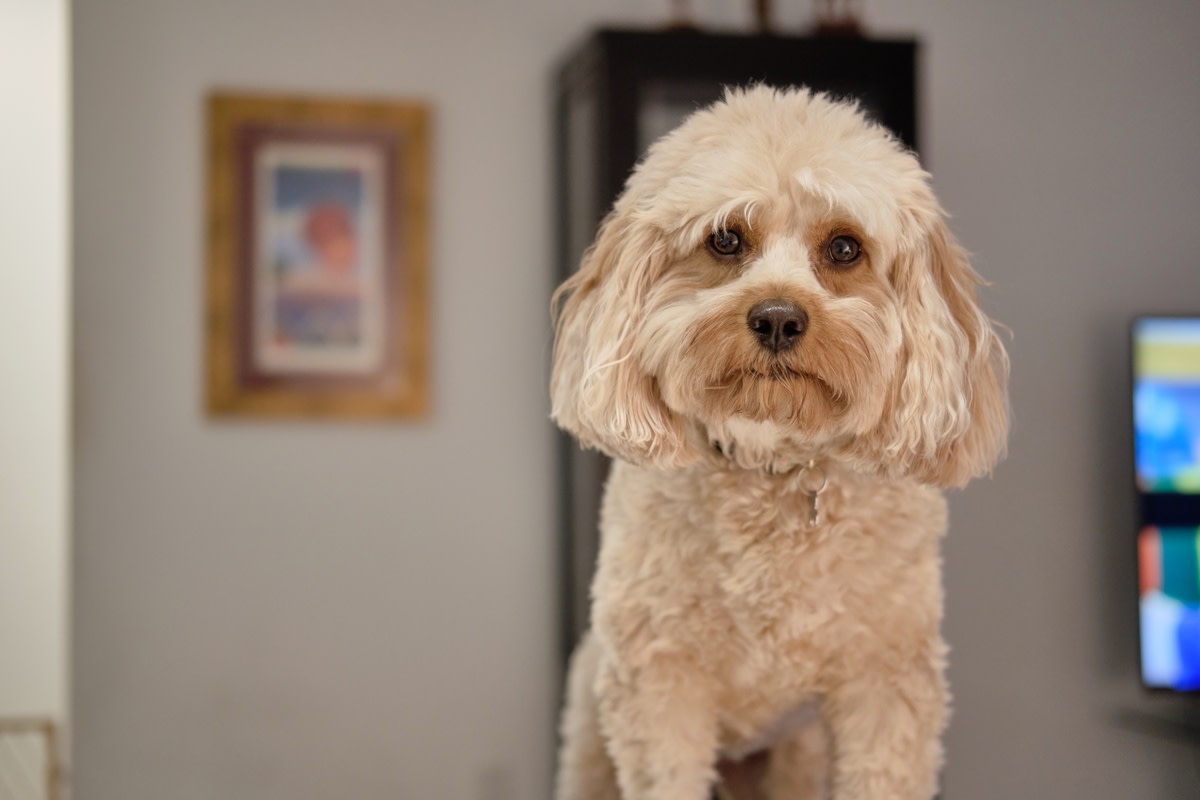 Cavapoo Puppy Brings All the Drama When Parents Leave Her Outside of Crate for First Time