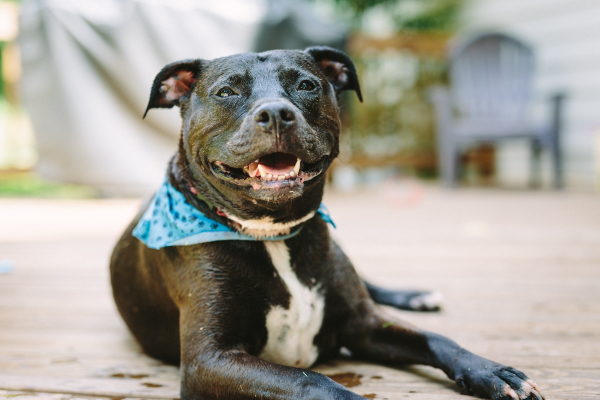 Excited Pit Bull Can't Wait to Greet New Human Sibling for First Time in Precious Video