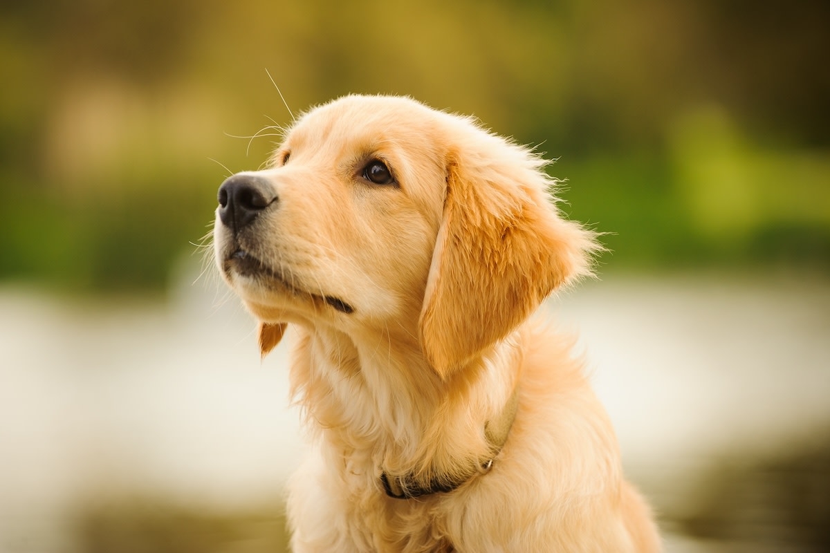 Golden Retriever Teaches Baby How to Crawl in Moment of Pure Sweetness