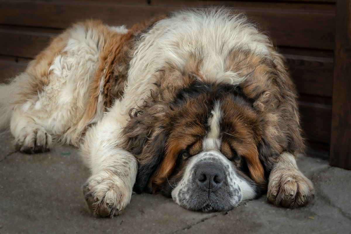 St. Bernard Gently 'Confiscating' Baby's Socks Can Truly Do No Wrong