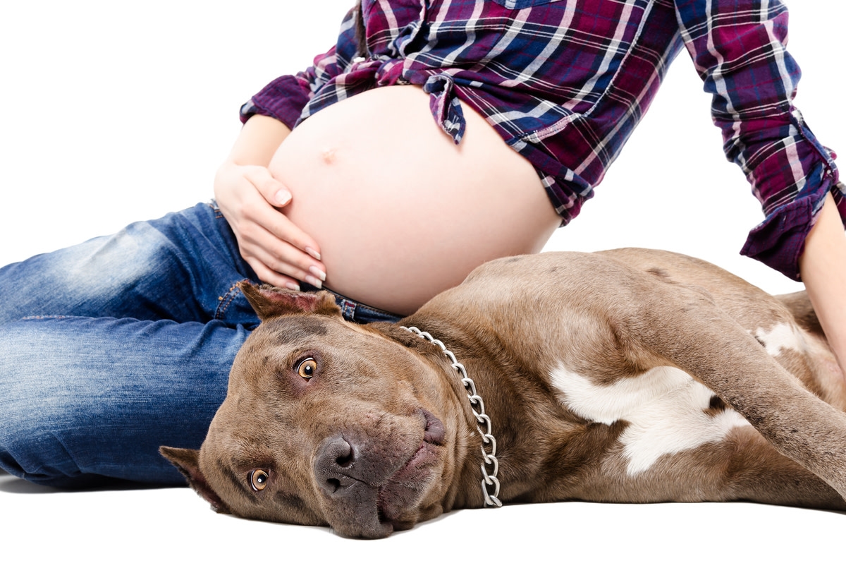 Pit Bull's Look of 'Betrayal' After Feeling Pregnant Mom's Baby Kick Is Priceless