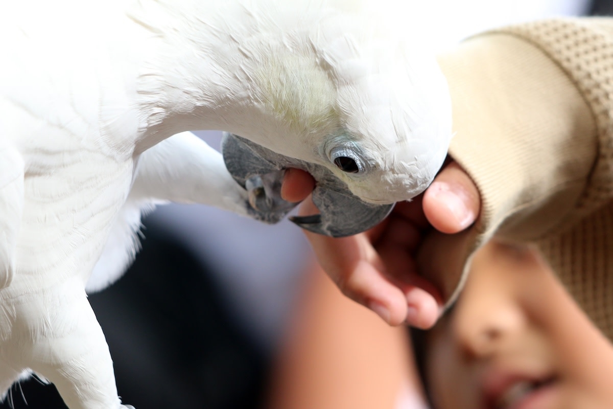 Hilariously Greedy Cockatoo ‘Hogs' Cool Light-Up Toy Just Like a Real Boy
