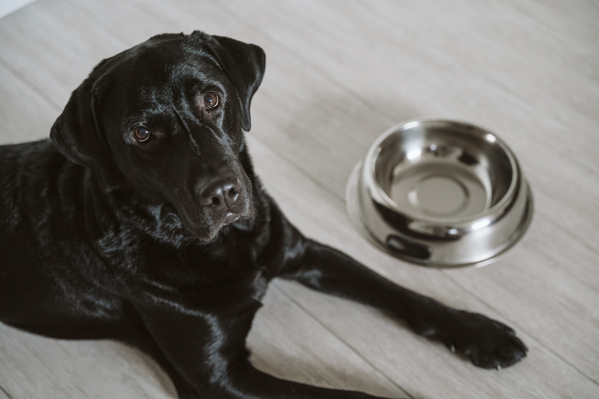 'Greedy' Labrador Gives Mom 'Gentle Reminder' That Dinner Is a Minute Away and It's Priceless